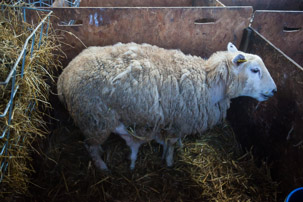 Dinas Island - 15 April 2014 / Lambing shed