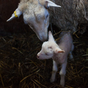 Dinas Island - 15 April 2014 / Lambing shed