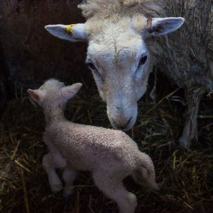 Dinas Island - 15 April 2014 / Lambing shed