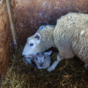 Dinas Island - 15 April 2014 / Lambs just born