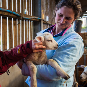 Dinas Island - 15 April 2014 / Lambs just born