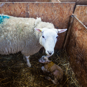 Dinas Island - 15 April 2014 / Lambs just born