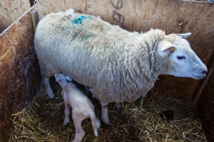 Dinas Island - 15 April 2014 / Lambs just born