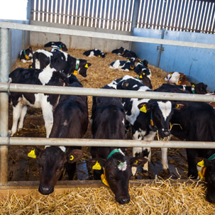 Dinas Island - 15 April 2014 / Cows