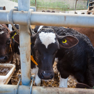 Dinas Island - 15 April 2014 / cows