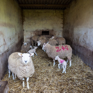 Dinas Island - 15 April 2014 / Another part of the farm