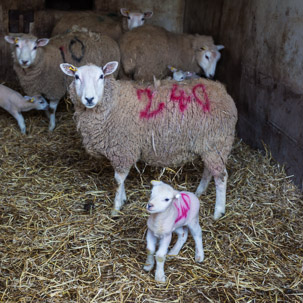 Dinas Island - 15 April 2014 / Another part of the farm