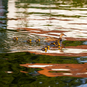 Henley-on-Thames - 11 June 2014 / Ducks