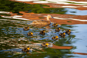 Henley-on-Thames - 11 June 2014 / Ducks