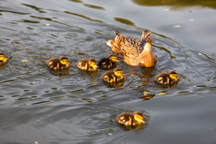 Henley-on-Thames - 11 June 2014 / Ducks