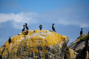 The Isles of Scilly - 20 July 2014 / Shags