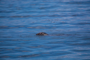 The Isles of Scilly - 20 July 2014 / Seal