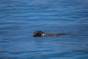 The Isles of Scilly - 20 July 2014 / Seal