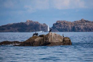 The Isles of Scilly - 20 July 2014 / Shags