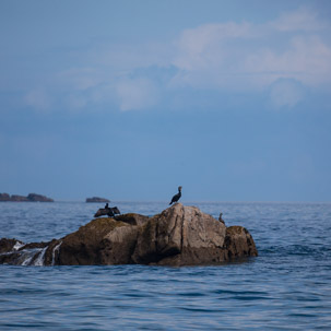 The Isles of Scilly - 20 July 2014 / Shags