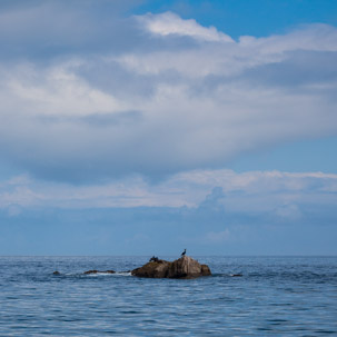 The Isles of Scilly - 20 July 2014 / Shags