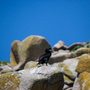 The Isles of Scilly - 20 July 2014 / Shags