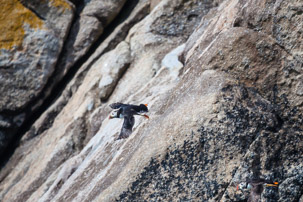 The Isles of Scilly - 20 July 2014 / Puffin