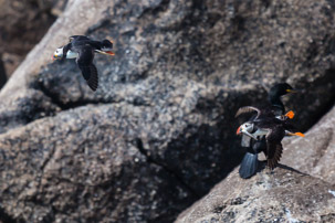 The Isles of Scilly - 20 July 2014 / Puffin