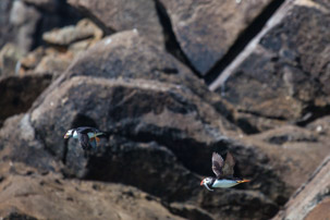 The Isles of Scilly - 20 July 2014 / Puffin