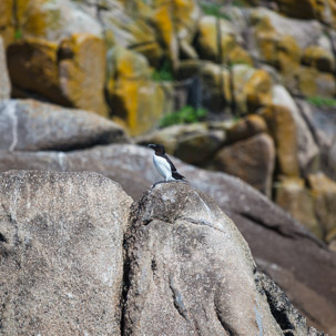 The Isles of Scilly - 20 July 2014 / Birds