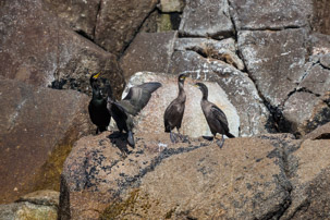 The Isles of Scilly - 20 July 2014 / Cormorans