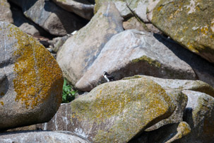 The Isles of Scilly - 20 July 2014 / Puffin