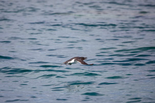 The Isles of Scilly - 20 July 2014 / Puffin