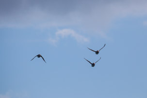 The Isles of Scilly - 20 July 2014 / Puffin