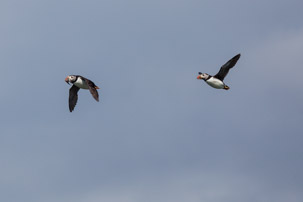 The Isles of Scilly - 20 July 2014 / Puffins