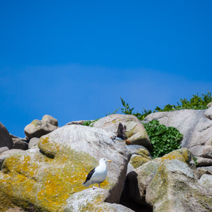 The Isles of Scilly - 20 July 2014 / Puffin
