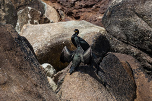 The Isles of Scilly - 20 July 2014 / Shags