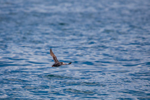 The Isles of Scilly - 20 July 2014 / Puffin