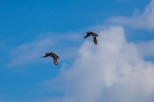 The Isles of Scilly - 20 July 2014 / Puffins