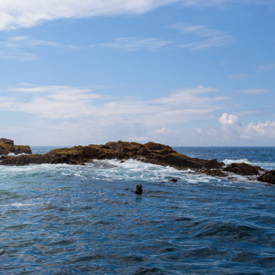 The Isles of Scilly - 20 July 2014 / Seal