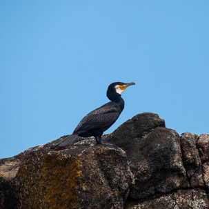 The Isles of Scilly - 20 July 2014 / Cormoran