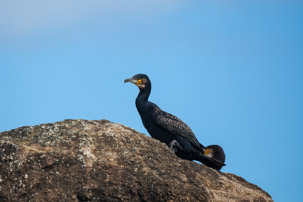 The Isles of Scilly - 20 July 2014 / Cormoran