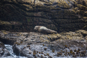 The Isles of Scilly - 20 July 2014 / Seal