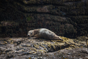 The Isles of Scilly - 20 July 2014 / Seal