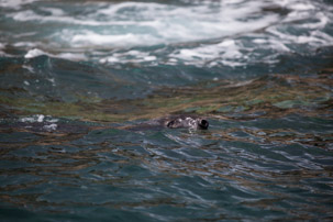 The Isles of Scilly - 20 July 2014 / Seal