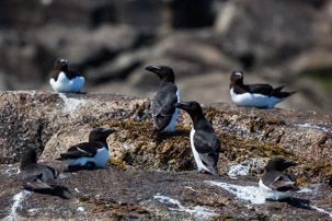 The Isles of Scilly - 20 July 2014 / Birds