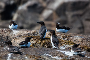 The Isles of Scilly - 20 July 2014 / Birds