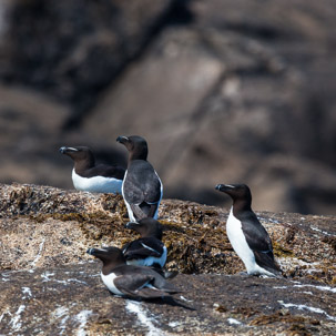 The Isles of Scilly - 20 July 2014 / Birds