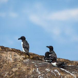 The Isles of Scilly - 20 July 2014 / Birds