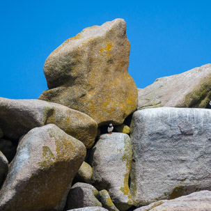 The Isles of Scilly - 20 July 2014 / Puffin