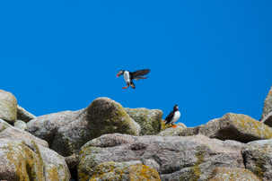The Isles of Scilly - 20 July 2014 / Puffins