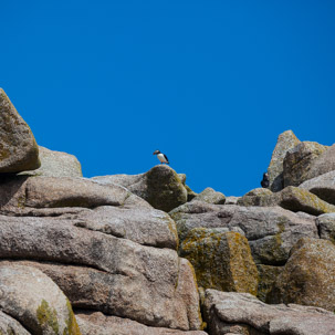 The Isles of Scilly - 20 July 2014 / Puffins