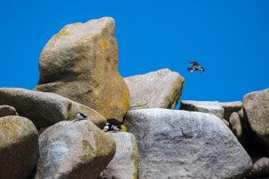 The Isles of Scilly - 20 July 2014 / Puffins