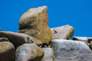 The Isles of Scilly - 20 July 2014 / Puffins