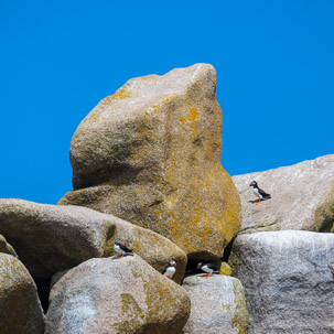 The Isles of Scilly - 20 July 2014 / Puffins